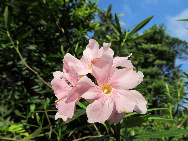 Цветок шри. Цветы Шри Ланки. Местные цветы Шри Ланка. Растения на Шри Ланке цветущие. Розовый цветок Шри Ланка.